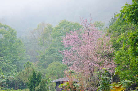 Wild Himalayan cherry landscape in Khun Huay Hang, Doi Inthanon, Chiang Mai ,Thailandの写真素材