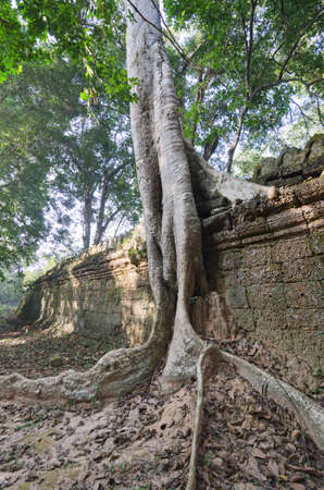 Big Tree at Angkor Thom, Angkor, Cambodiaの写真素材