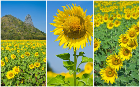 collection of sunflowers