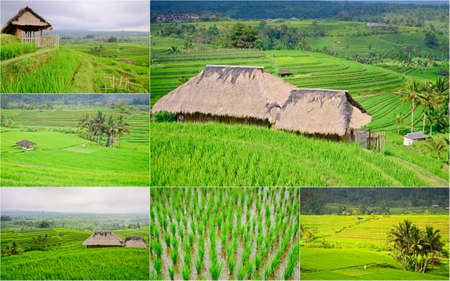 collage of rice field Jati luwih in Baliの写真素材