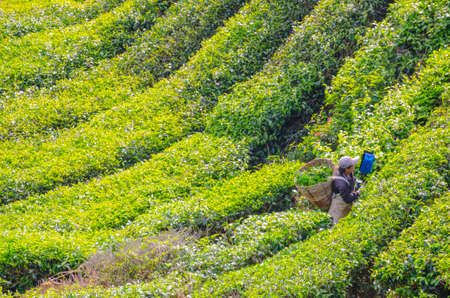 CAMERON HIGHLANDS, MALAYSIA - MAY 9: Tea plantation worker harvest young tea leaf using machine May 9, 2014 in Cameron Highlands, Malaysia.のeditorial素材