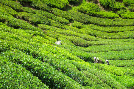 CAMERON HIGHLANDS, MALAYSIA - MAY 9: Tea plantation worker harvest young tea leaf using machine May 9, 2014 in Cameron Highlands, Malaysia.のeditorial素材