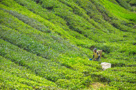CAMERON HIGHLANDS, MALAYSIA - MAY 9: Tea plantation worker harvest young tea leaf using machine May 9, 2014 in Cameron Highlands, Malaysia.のeditorial素材