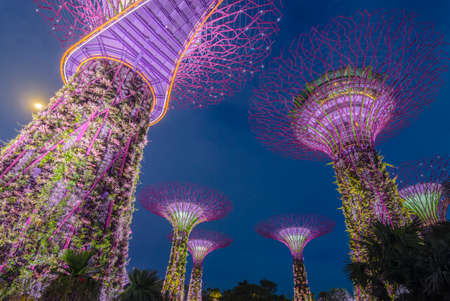 SINGAPORE -MAY12: Futuristic view of amazing illumination at Garden by the Bay on May 12, 2014 in Singapore. Night light show at Supertree Groveis is main Marina Bay Sands district tourist attractionのeditorial素材