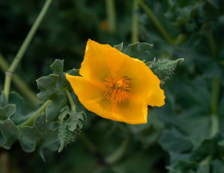 A yellow wildflower that has grown in the natural vegetation of the field.の写真素材