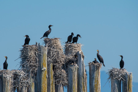 These cormorants can always be found nesting and roosting on these pilings in Steamboat Slough, Everett, WAの写真素材