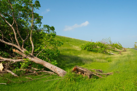 Trees blown over by force force of Huricane Maria windsの写真素材