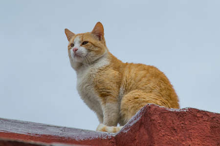 cat on the roofの写真素材