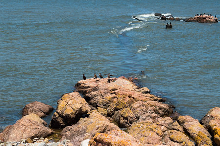 birds on the rocks in the sea, uruguayan coastの写真素材