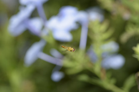 tiny insect flying in the forest