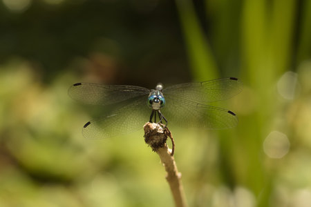 dragonfly parked on a branch, front view
