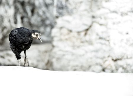 chickの写真素材