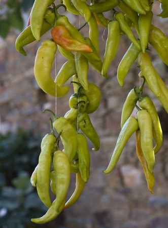 Paprikaの写真素材