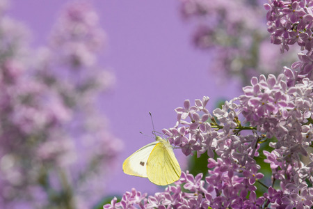 bright yellow butterfly on lilac flowers. common brimstone.の写真素材