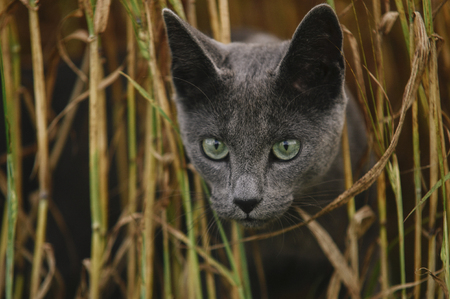 Closeup portrait of face of beautiful young angry looking cat hiding among fresh yellow grass. Cat with open mouth stares at camera outside. Horizontal color photography.の写真素材