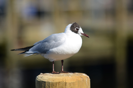 The Seagull bird is standing on a wooden pole.の写真素材