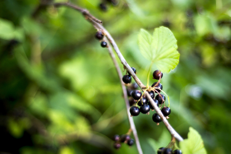 Blackcurrants on the bush branch after rain in the garden, harvest of blackcurrants on the branch, black currant branch with water drops after rainの写真素材