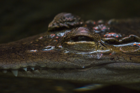 An adult crocodile lurking just above the water level with both eyes visibleの写真素材