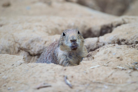Black-tailed prairie dog (Cynomys ludovicianus) watching from nearby burrow