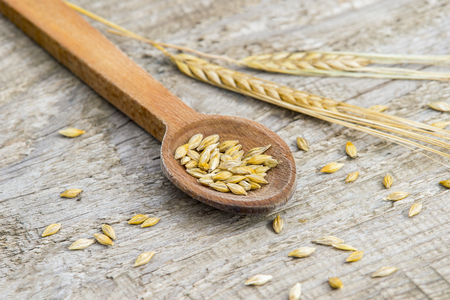 barley grains in wooden spoon on old wooden background.の写真素材