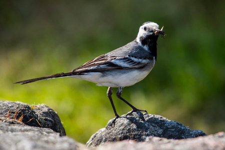 Close up portrait of a perched White Wagtail (Motacilla alba) bird with white, gray and black feathers.の写真素材