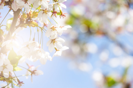 Spring border abstract blured background art with pink sakura or cherry blossom.の写真素材