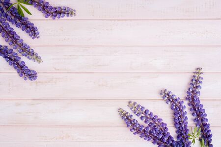 lupine on pastel pink wooden backgroundの写真素材