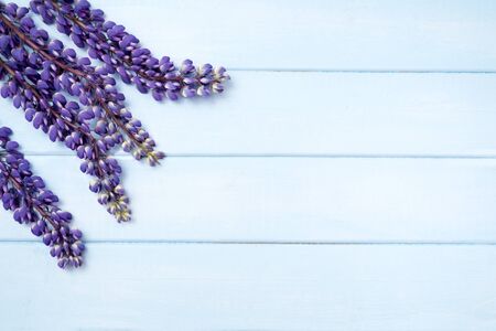 lupine on pastel blue wooden backgroundの写真素材