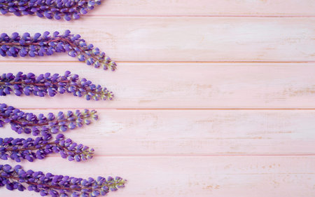 lupine on pink wooden background