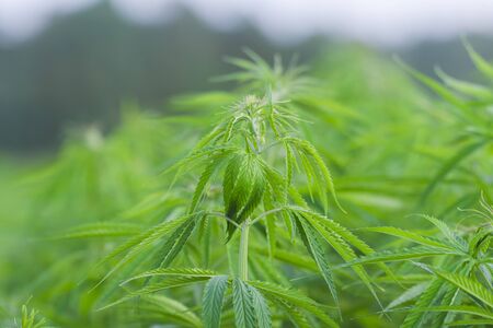 Cannabis sativa, marihuana leaves, photography of medical plant.の写真素材