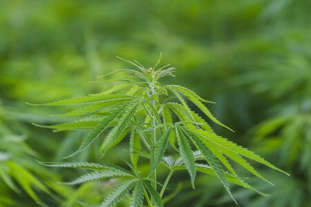 Cannabis sativa, marihuana leaves, photography of medical plant.の写真素材