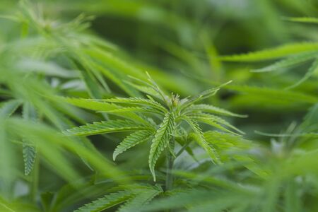 Cannabis sativa, marihuana leaves, photography of medical plant.の写真素材
