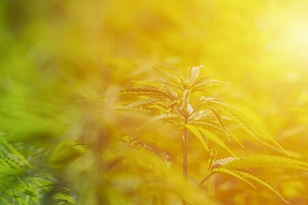 Cannabis sativa, marihuana leaves, photography of medical plant.の写真素材