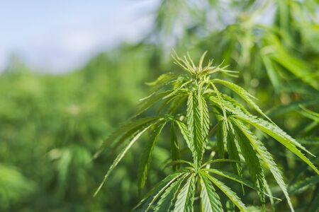 Cannabis research, Cultivation of marijuana Cannabis sativa, flowering cannabis plant as a legal medicinal drug, herbの写真素材