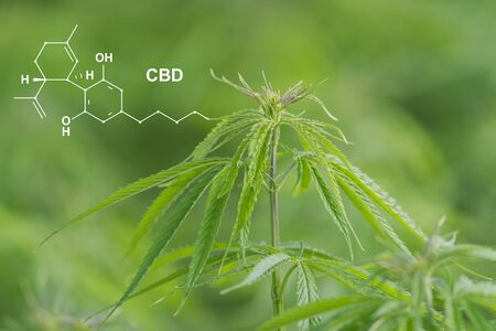 Image medicinal cannabis with extract oil of the formula CBD cannabinol, cannabidiol.の写真素材