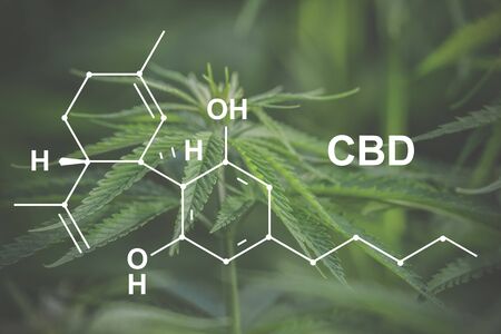 Image medicinal cannabis with extract oil of the formula CBD cannabinol, cannabidiol.の写真素材