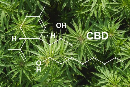 Image medicinal cannabis with extract oil of the formula CBD cannabinol, cannabidiol.の写真素材