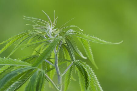 Cannabis sativa, marihuana leaves, photography of medical plant.の写真素材