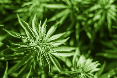Cannabis sativa, marihuana leaves, photography of medical plant.の写真素材