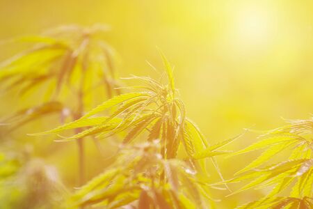 Cannabis sativa, marihuana leaves, photography of medical plant.の写真素材