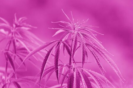 Cannabis sativa, marihuana leaves, photography of medical plant.の写真素材