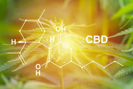 Cannabis sativa, marihuana leaves, photography of medical plant.の写真素材