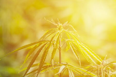 Cannabis sativa, marihuana leaves, photography of medical plant.の写真素材