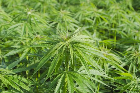 Cannabis sativa, marihuana leaves, photography of medical plant.の写真素材