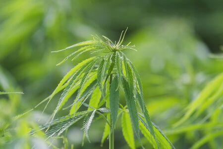 Cannabis sativa, marihuana leaves, photography of medical plant.の写真素材