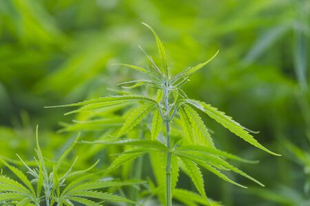 Cannabis sativa, marihuana leaves, photography of medical plant.の写真素材