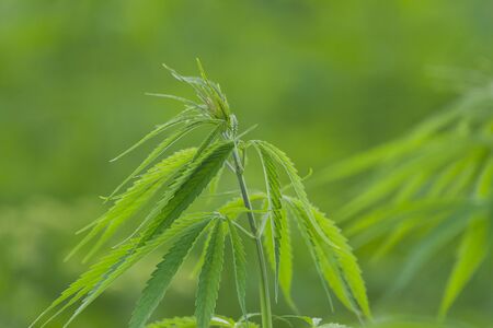 Cannabis sativa, marihuana leaves, photography of medical plant.の写真素材