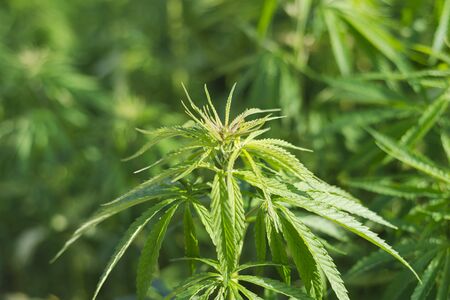 Cannabis sativa, marihuana leaves, photography of medical plant.の写真素材