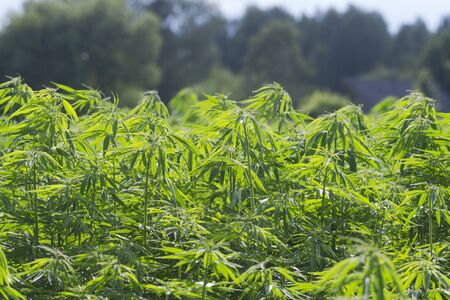 Cannabis sativa, marihuana leaves, photography of medical plant.の写真素材
