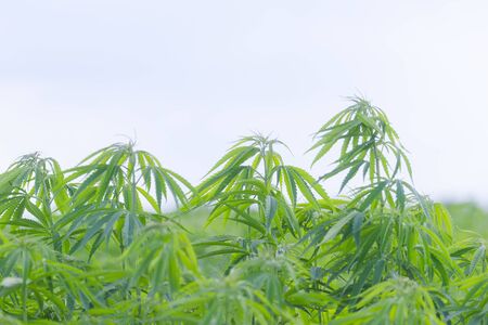 Cannabis sativa, marihuana leaves, photography of medical plant.の写真素材